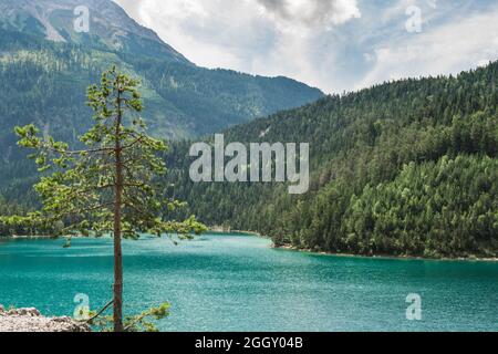 Ein smaragdgrüner Blindsee, umgeben von Wald mit einer Kiefer im Vordergrund Stockfoto