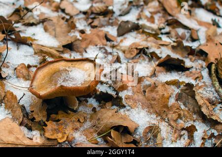 Farbenfroh grün und gelb verfärbt sich der Herbst im ersten Schnee. Der Pilz ist mit dem ersten Schnee bedeckt. Stockfoto