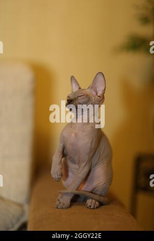 Porträt einer kahlen Katze. Die Sphynx Katzenrasse ist haarlose Tiere ohne Haare. Stockfoto