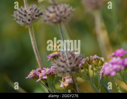 Eine schwarze und gelbe lange Schwebefliege (sphaerophoria scripta), die sich auf rosa Schafgarbe (Achillea millefolium) ernährt Stockfoto