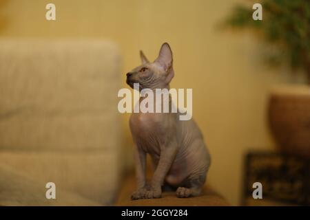 Porträt einer kahlen Katze. Die Sphynx Katzenrasse ist haarlose Tiere ohne Haare. Stockfoto