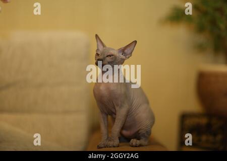 Porträt einer kahlen Katze. Die Sphynx Katzenrasse ist haarlose Tiere ohne Haare. Stockfoto