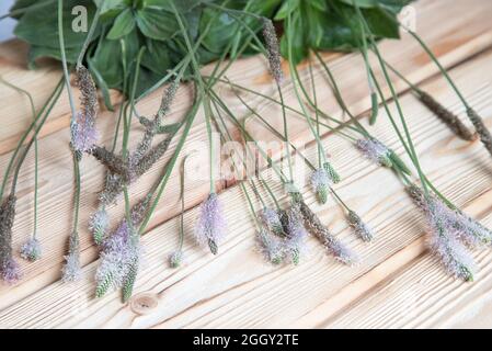 Nahaufnahme der Stängel und Blätter von Psyllium . Stockfoto