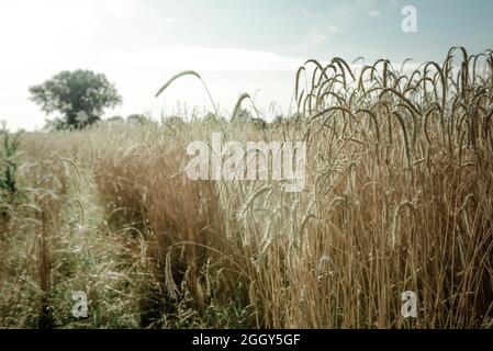 Feld gesät mit Weizen bereit zur Ernte, La Pampa Provinz , Patagonien , Argentinien. Stockfoto