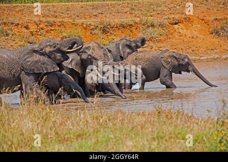 African Eine Herde von Elefanten Loxodonta africana trinken 13739