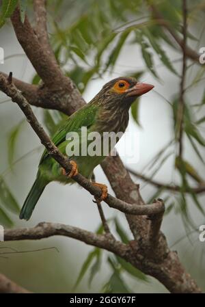 Brauner Barbet-Erwachsener (Psilopogon zeylanicus zeylanicus), der auf einem Zweig Sri Lankas thront Dezember Stockfoto