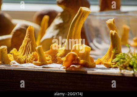 Helles Moos und frisches Gelb köstliche vegetarische Pfifferlinge Pilze mit schöner Textur seiner Kappe auf Holz auf dem Hintergrund anderer Pfifferlinge und Steinpilze, Konzept der Herbstsaison Stockfoto