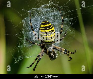 Die Wespenspinne ist eine Art von Orbis-Netz Spinne in Mitteleuropa, Nordeuropa, Nordafrika, Teilen von Asien und den Azoren verteilt. Stockfoto