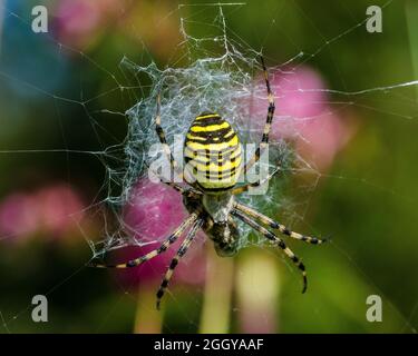 Die Wespenspinne ist eine Art von Orbis-Netz Spinne in Mitteleuropa, Nordeuropa, Nordafrika, Teilen von Asien und den Azoren verteilt. Stockfoto