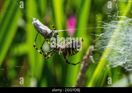 Die Wespenspinne ist eine Art von Orbis-Netz Spinne in Mitteleuropa, Nordeuropa, Nordafrika, Teilen von Asien und den Azoren verteilt. Stockfoto