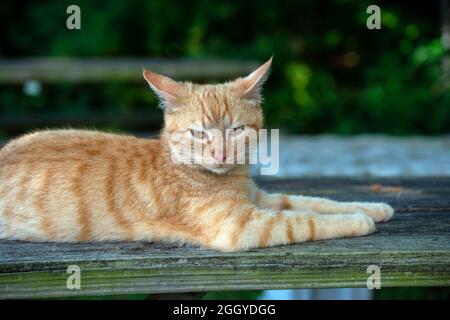 Diese entspannende, tabby Hauskatze scheint es im Moment lieber in Ruhe zu lassen. Er ruht bequem auf dem alten Picknicktisch in Missouri. Boke Stockfoto