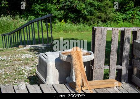 Diese orange gestromte Decke steht auf der Holzterrasse und stiehlt ein Getränk Wasser aus dem Vogelbad im Hinterhof. Bokeh-Effekt. Stockfoto