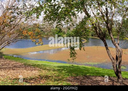 Blick durch Bäume und Rasen auf eine ruhige, mit Unkraut bedeckte Lagune in botanischen Gärten Stockfoto