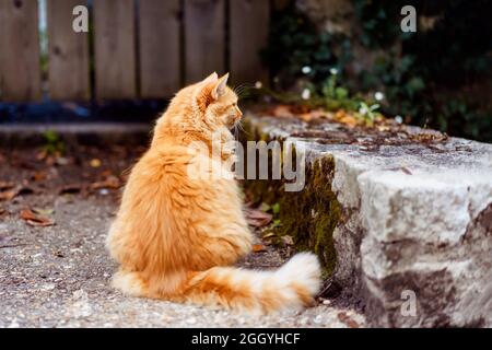 Rückansicht gut gefütterte Ingwerkatze sitzt im Freien auf einer Felsenterrasse in der Nähe des Holzzauns mit umgestürzten Blättern. Herbststimmung, Herbststimmung. Zuhause Haustiere zu Fuß Stockfoto