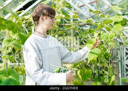 Junger Mann pflückt im sonnigen Gartengewächshaus frische Gurken. Ernte. Cottagecore Lifestyle. Generation von Millennials. Stockfoto