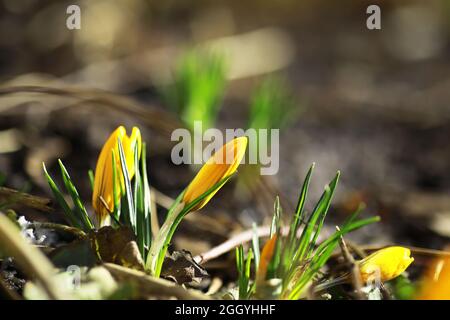 Weiße und gelbe Krokusse im Frühjahr auf dem Land. Helle Frühlingsblumen. Frische, fröhliche Pflanzen blühten. Die jungen Sprossen. Stockfoto