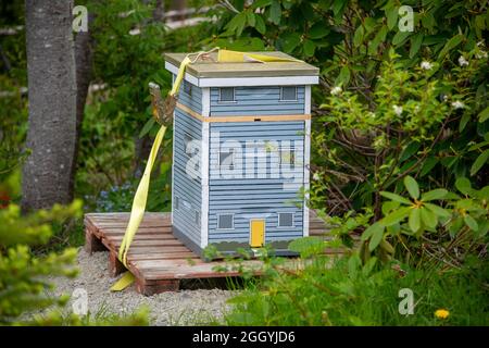 Ein großer, grau und weiß gefärbter Bienenstock aus Holz, gemalt wie ein Haus, sitzt unter immergrünen Bäumen auf einer Plattform als Hobbyfarm. Stockfoto