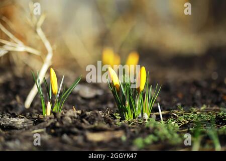 Weiße und gelbe Krokusse im Frühjahr auf dem Land. Helle Frühlingsblumen. Frische, fröhliche Pflanzen blühten. Die jungen Sprossen. Stockfoto
