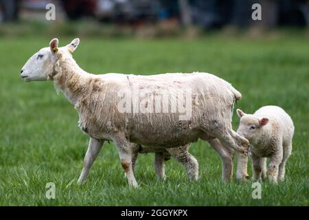 Junge Lämmer drängten sich mit ihrer Mutter auf einer grasgrünen Weide. Das ausgewachsene Schaf schaut seitwärts und die beiden jungen Lämmer fressen Gras daneben. Stockfoto