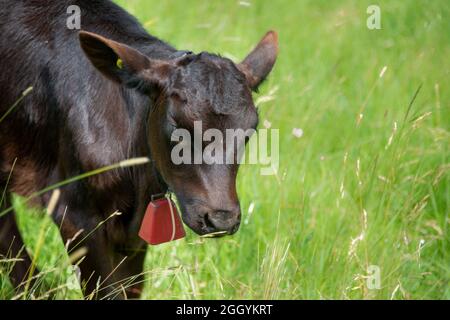 Ein süßer junger Bulle steht auf einem grünen Grasfeld. Um den Kopf der Kuh liegen Heustücke. Die Kuh hat eine große rote Metallglocke. Stockfoto
