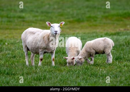 Junge Lämmer drängten sich mit ihrer Mutter auf einer grasgrünen Weide. Das ausgewachsene Schaf schaut seitwärts und die beiden jungen Lämmer fressen Gras daneben. Stockfoto