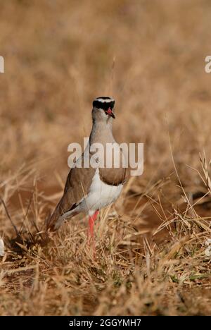 Gekrönter Plünder in der afrikanischen Savanne, Krüger National Park, Südafrika. Stockfoto