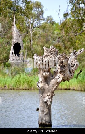 Knarriger, toter, alter Fluss, roter Gummistamm in einem überfluteten Flussabschnitt mit einem ausgebrannten Baum, der durch ein Buschfeuer auf dem Murray River gekommen ist Stockfoto