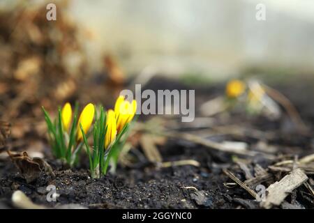 Weiße und gelbe Krokusse im Frühjahr auf dem Land. Helle Frühlingsblumen. Frische, fröhliche Pflanzen blühten. Die jungen Sprossen. Stockfoto