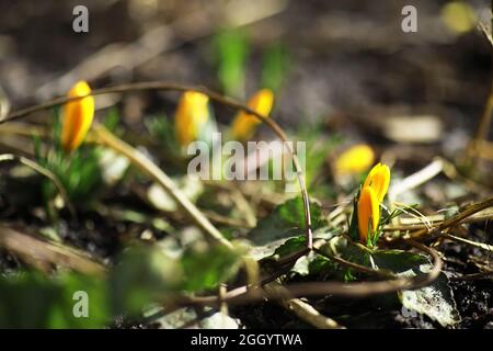 Weiße und gelbe Krokusse im Frühjahr auf dem Land. Helle Frühlingsblumen. Frische, fröhliche Pflanzen blühten. Die jungen Sprossen. Stockfoto
