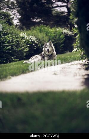 Porträt eines Husky-Hundes, der auf einem Gras liegt Stockfoto