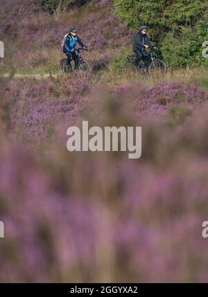 Bispingen, Deutschland. August 2021. Eine Gruppe fährt morgens E-Bikes durch die Lüneburger Heide. Die Fotografin Poliza bietet in den Morgenstunden bei Sonnenaufgang geführte E-Bike-Touren durch die Lüneburger Heide an. Quelle: Philipp Schulze/dpa/Alamy Live News Stockfoto