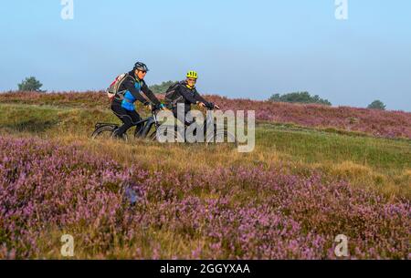 Bispingen, Deutschland. August 2021. Thomas und Petra Boschert fahren als Teilnehmer einer E-Bike-Safari durch die Lüneburger Heide. Die Fotografin Poliza bietet in den Morgenstunden bei Sonnenaufgang geführte E-Bike-Touren durch die Lüneburger Heide an. Quelle: Philipp Schulze/dpa/Alamy Live News Stockfoto