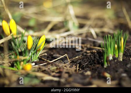 Weiße und gelbe Krokusse im Frühjahr auf dem Land. Helle Frühlingsblumen. Frische, fröhliche Pflanzen blühten. Die jungen Sprossen. Stockfoto