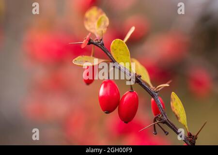 Nahaufnahme von Berberbeeren in einem Wohngarten in Halifax, Nova Scotia, Kanada. Stockfoto