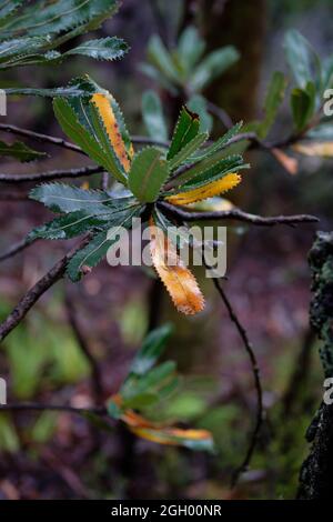 Detail von Banksia verlässt nach Regen Stockfoto