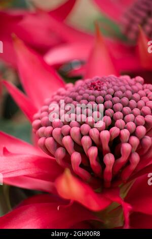 Nahaufnahme einer Telopea speciosissima-Blume, aufgenommen im Australian Botanic Gardens. Stockfoto