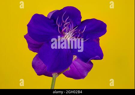 Blüten des blühenden Tibouchina-Strauches mit kirschroten Knospen und satten violetten Blüten. Stockfoto