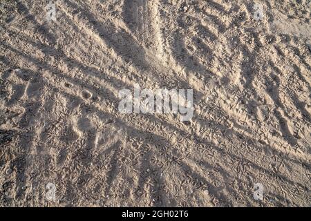 Nahaufnahme einer Möwenklaue druckt auf einem trockenen Boden Stockfoto