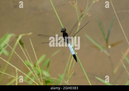 Nahaufnahme der schönen himmelblauen Libelle halten auf Gras Pflanze über aus Fokus grün braunen Hintergrund. Stockfoto