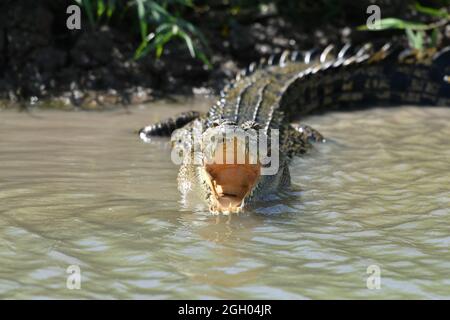 Salzwasser-Krokodil (Crocodylus porosus) klaffend mit Fischhaken im Mund in Mary River Wetlands, Corroboree Billabong Northern Territory Australien. Stockfoto