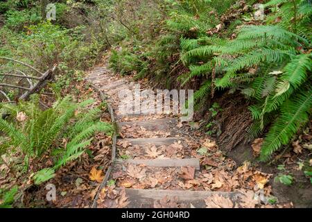 Treppen mit Holztreppen in der Mitte von Wildpflanzen in Tacoma, Washington Stockfoto