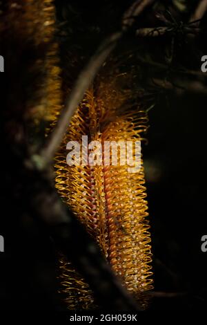 Makrobild einer Banksia-Blume Stockfoto