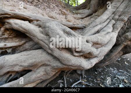 Kolossale Baumwurzeln, die seitlich am Flussbett des McKinlay River im Northern Territory von Australien wachsen. Stockfoto