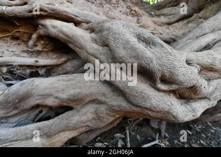 Kolossale Baumwurzeln, die seitlich am Flussbett des McKinlay River im Northern Territory von Australien wachsen. Stockfoto