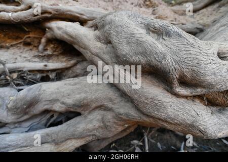 Kolossale Baumwurzeln, die seitlich am Flussbett des McKinlay River im Northern Territory von Australien wachsen. Stockfoto