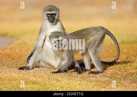 Zwei Tieraffen (Cercopithecus aethiops) sitzen auf dem Boden, Südafrika Stockfoto