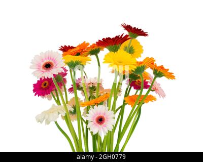 Schönes Bouquet von bunten lebendigen Gänseblümchen Gerbera auf weißem Hintergrund Stockfoto