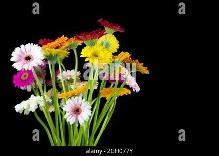 Schönes Bouquet von bunten lebendigen Gänseblümchen Gerbera auf schwarzem Hintergrund Stockfoto