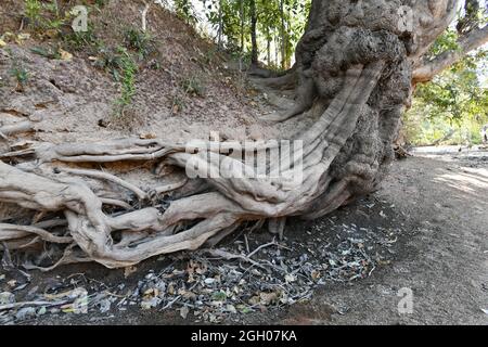 Kolossale Baumwurzeln, die seitlich am Flussbett des McKinlay River im Northern Territory von Australien wachsen. Stockfoto