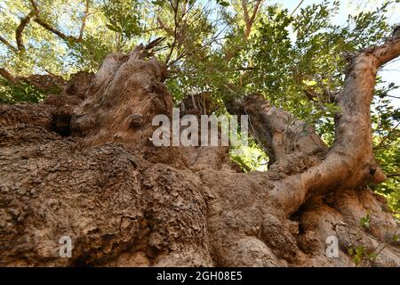 Ein kolossaler Baumstamm ragt am McKinlay River im Northern Territory von Australien in die Baumkrone ein. Stockfoto